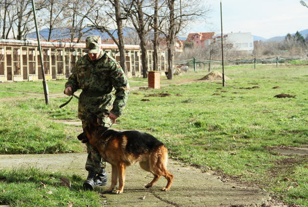 Академија за псе трагаче и заштитнике